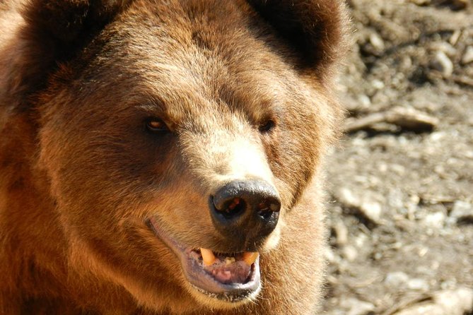 Sitka Premium Tour- Private- Alaska Raptor Center, Fortress of the Bears,Totems - Stop 3: Totem Park at Sitka National Historic Grounds