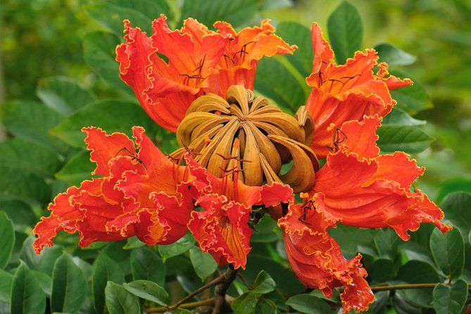 Small-Group Luxury Tour: Road to Hana and Ka'eleku Cavern Day Trip - Hana Tropicals: plants and gardens as the pace-break