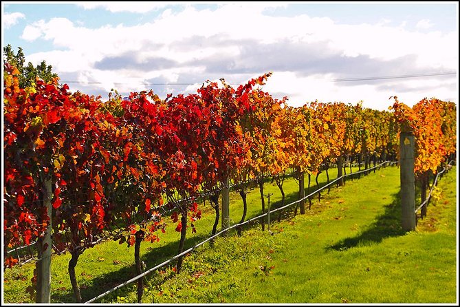 Small group - Napier Premium Wineries+ Beer tour -5.0 - 5.5 hours - How the “wineries + beer” pairing makes sense in Hawke’s Bay