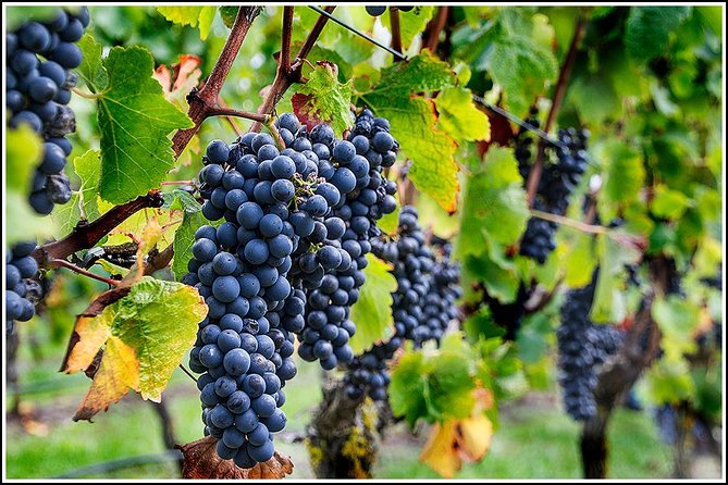 Small group - Napier Premium Wineries+ Beer tour -5.0 - 5.5 hours - Pickup, timing, and why the small group matters