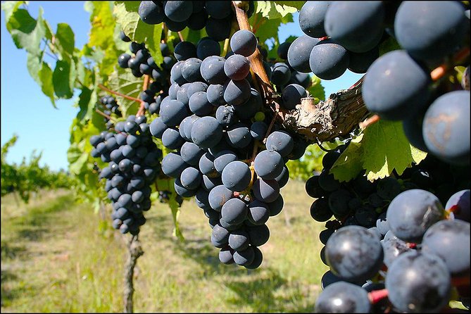 Small group - Napier Premium Winery , Beer & Cider + 5.5h to 6h. - Stop 1 at Hawke’s Bay Scenic Tours Ltd.: orientation and ticketed start