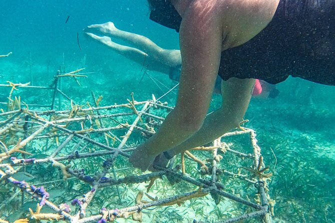 Snorkel Lovers for All Ages & Premium Seafood Lunch in Punta Cana - Price and Value: Why $114 Feels Fair for a Full On-Water Day