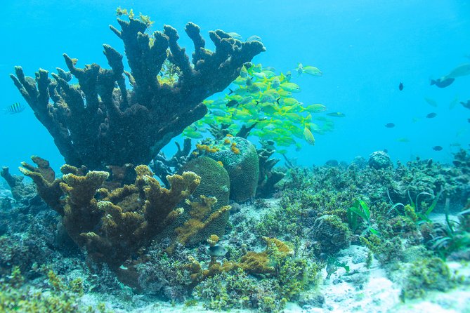 Snorkeling in Isla Mujeres, Luxury Sailing- PRIVILEGE - Lunch onboard plus an open bar: the comfort factor you’ll feel later