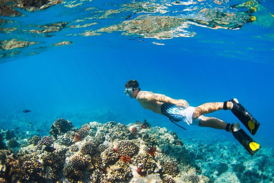 South Maui: Premium Turtle Town Kayak and Snorkel Tour - Key highlights you’ll feel right away