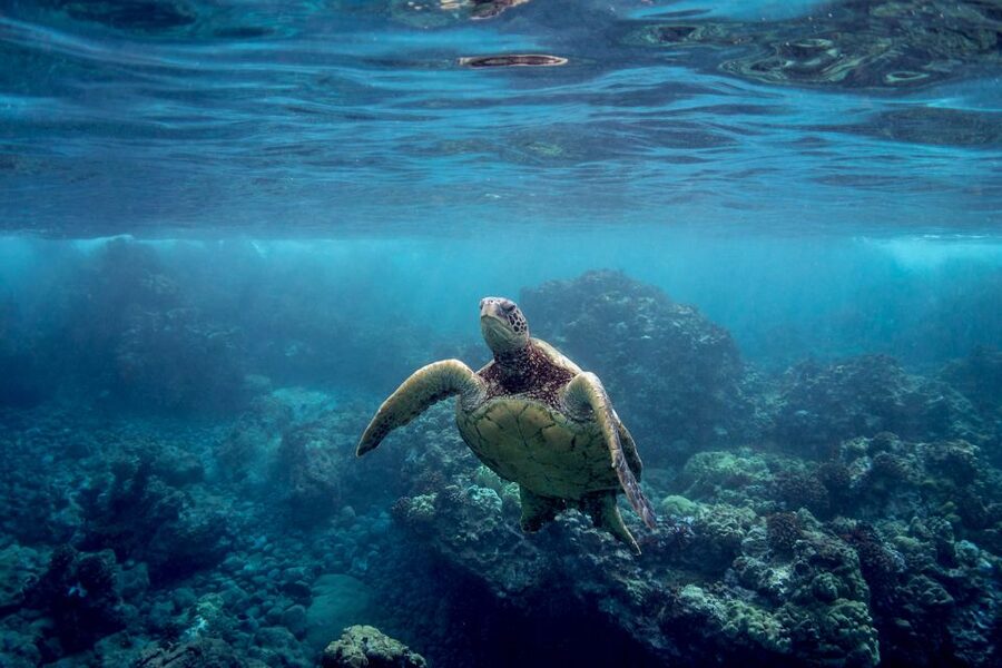 South Maui: Premium Turtle Town Kayak and Snorkel Tour - The Turtle Town concept: why snorkel here instead of just doing a boat trip