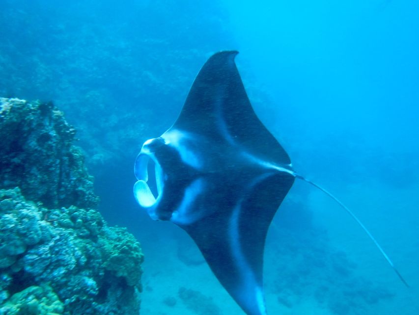 South Maui: Premium Turtle Town Kayak and Snorkel Tour - Makena coastline kayak: what the ~2-mile paddle feels like