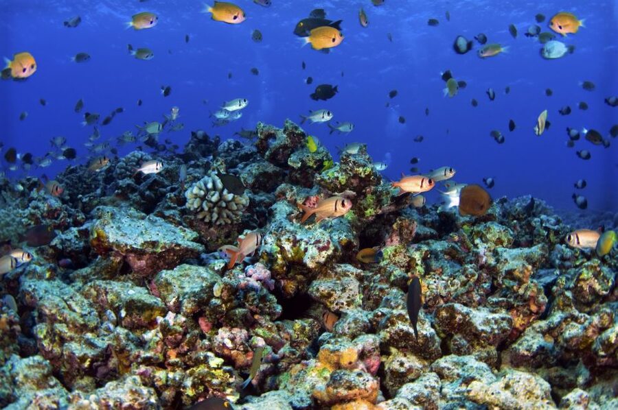 South Maui: Premium Turtle Town Kayak and Snorkel Tour - Where to meet at Makena Landing Maui (and not wander around guessing)