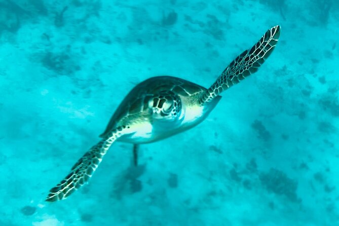 St. John Luxury Catamaran Turtle Snorkel and Cays Full Day - Watermelon Cay snorkel: guided gear use and turtle chances