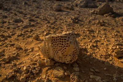 Sunset Luxury Experience to Dry Canyon Wadi Belli - Bedouin Family Visit and Village Snacks: Human Scale, Not a Show