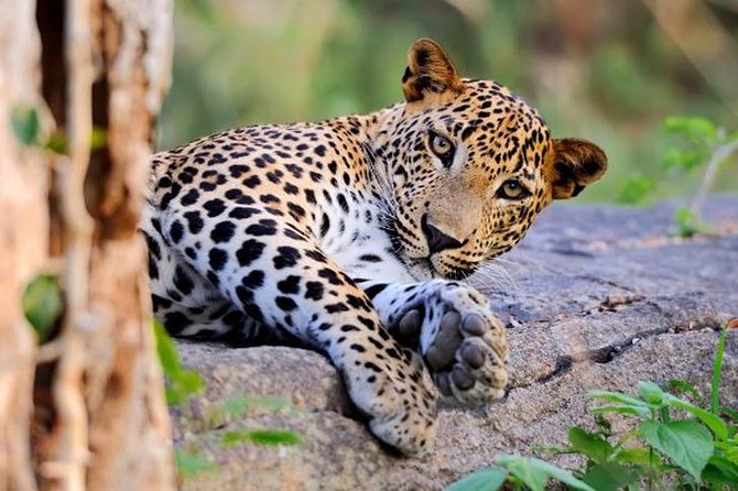 Super Luxury Jeep Safari at Yala National Park - Quick take: the essentials before you go