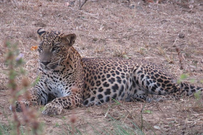 Super Luxury Jeep Safari at Yala National Park - Why a private jeep safari in Yala feels worth the money