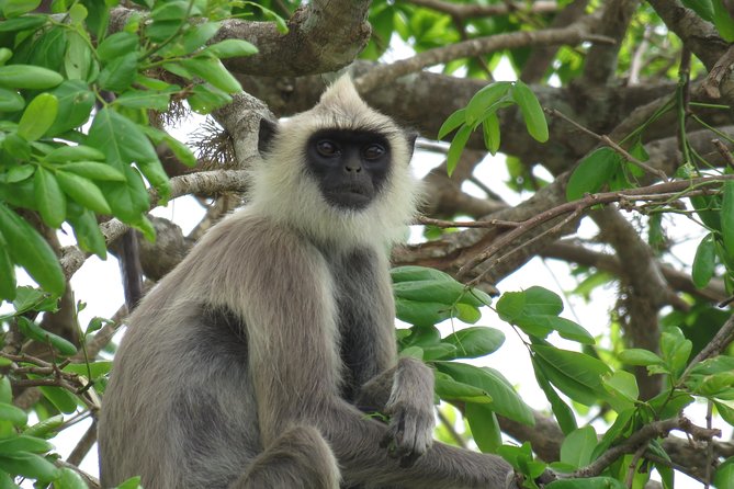 Super Luxury Jeep Safari at Yala National Park - Pickup options in southern Sri Lanka and how timing really works