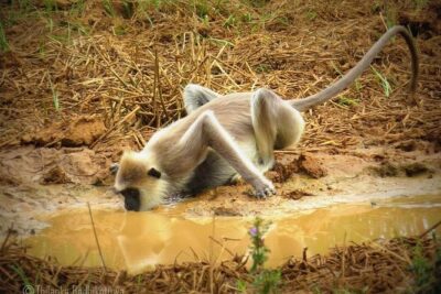 Super Luxury Jeep Safari at Yala National Park - What you’re realistically chasing: leopards, sloth bears, elephants, and water buffalos