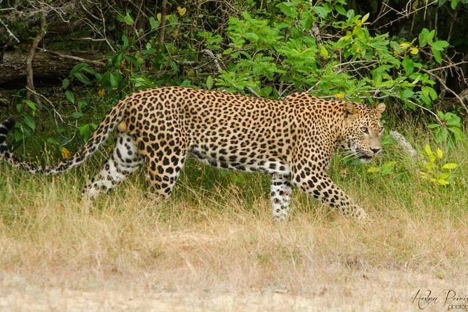 Super Luxury Jeep Safari at Yala National Park - Your Yala jeep safari flow: start at the jeep service, drive inside, then return