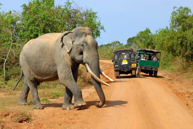 Super Luxury Jeep Safari at Yala National Park - Who this super luxury jeep safari suits best (and who might prefer something else)