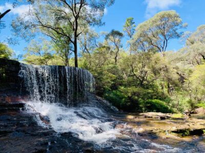 Sydney: Luxury Blue Mountains Adventure with Wentworth Falls - Featherdale Wildlife Park: up-close Australian animals without the zoo-stress