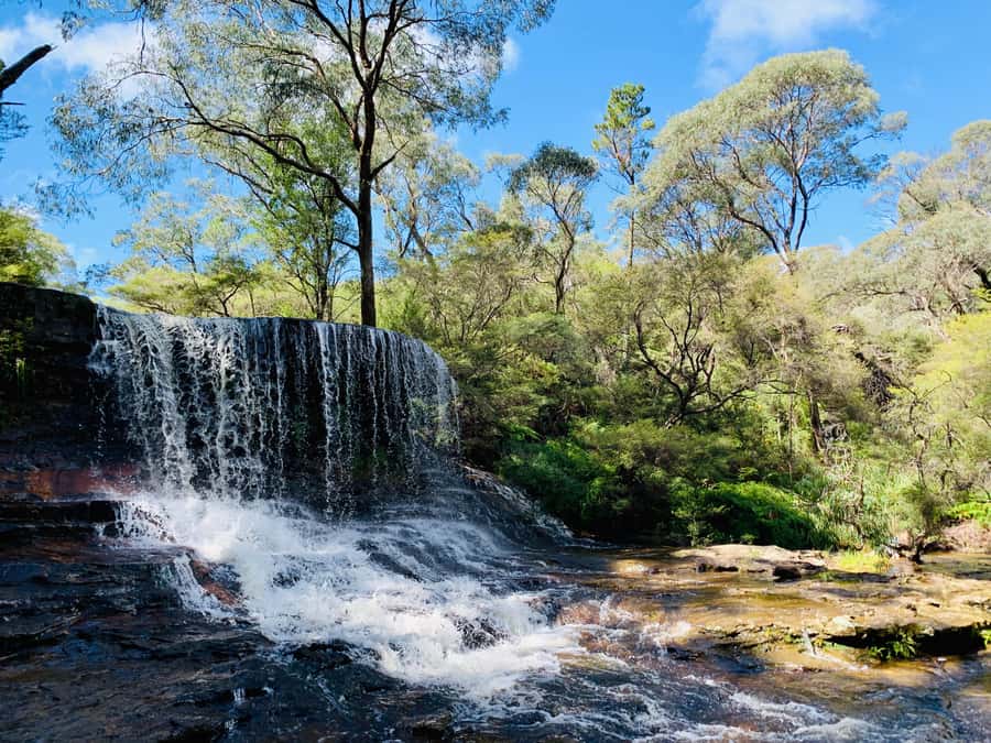Sydney: Luxury Blue Mountains Adventure with Wentworth Falls - Featherdale Wildlife Park: up-close Australian animals without the zoo-stress