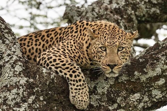 Tanzania Luxury Safari - Arusha arrival from Kilimanjaro: private pickup, then a low-key night