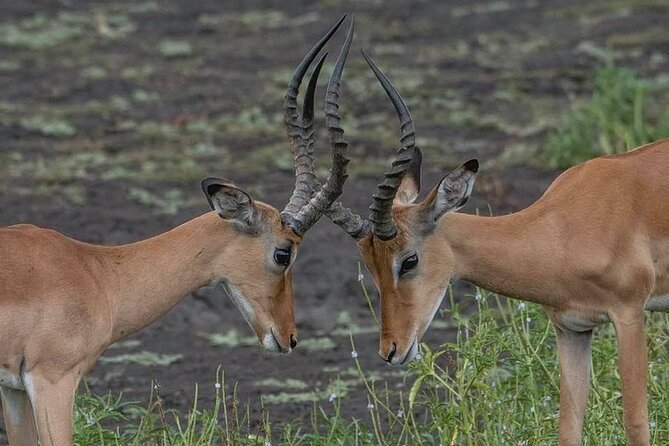 Tanzania Luxury Safari - Ngorongoro Crater: density, picnic lunch, and Maasai coexisting with wildlife