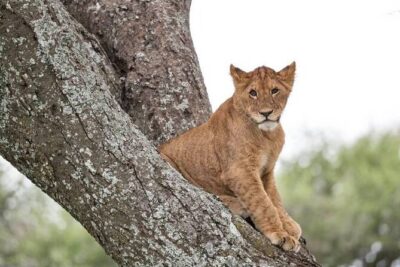 Tanzania Luxury Safari - Tarangire National Park in a pop-up roof 4x4