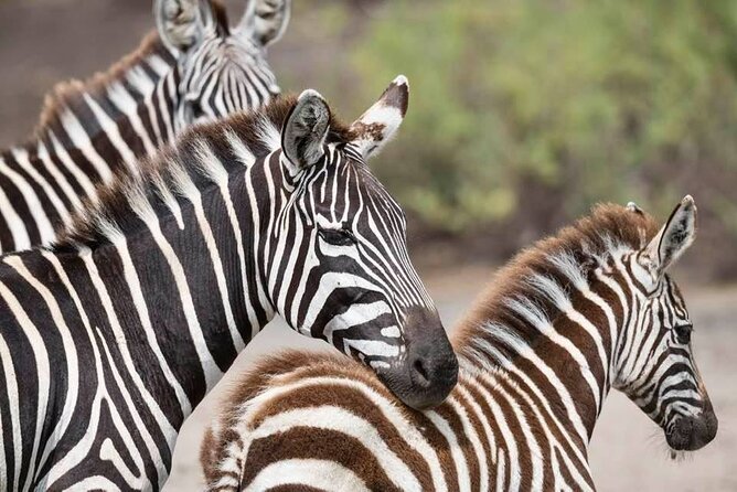 Tanzania Luxury Safari - Karatu wrap-up: lodge time, shopping, then onward to Arusha or the airport