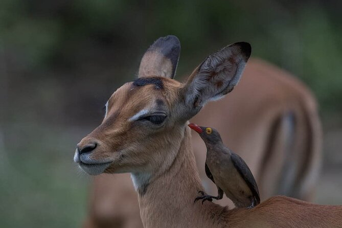 Tanzania Luxury Safari - Guides and service: the names you’ll recognize from real experiences
