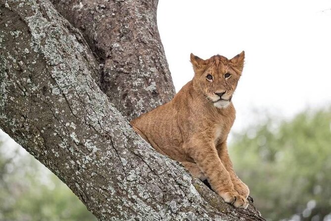 Tanzania Luxury Safari - Tarangire National Park in a pop-up roof 4x4