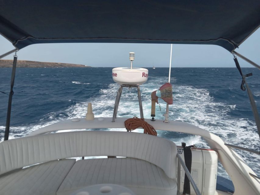 Tenerife south: safari with luxury boat , animals encounters - Tips to get the most from your wildlife moments