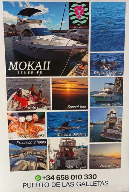 Tenerife south: safari with luxury boat , animals encounters - South Tenerife pickup to Las Galletas: what the start feels like
