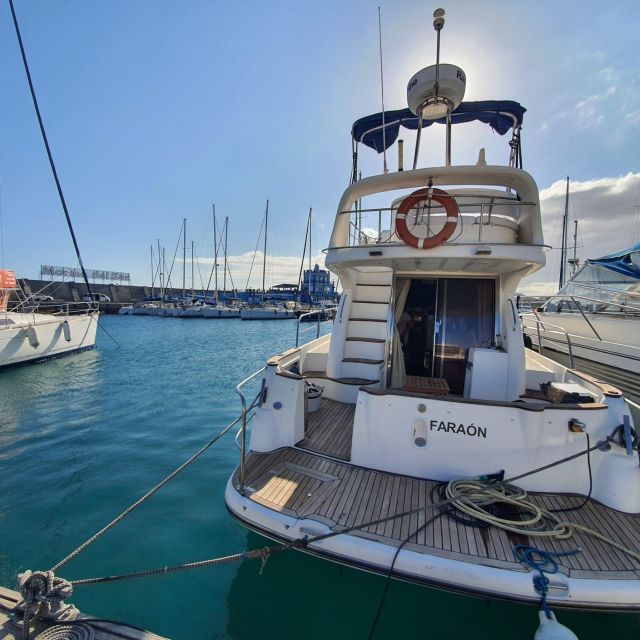 Tenerife south: safari with luxury boat , animals encounters - The wildlife safari part: whales, dolphins, and big oceanside energy