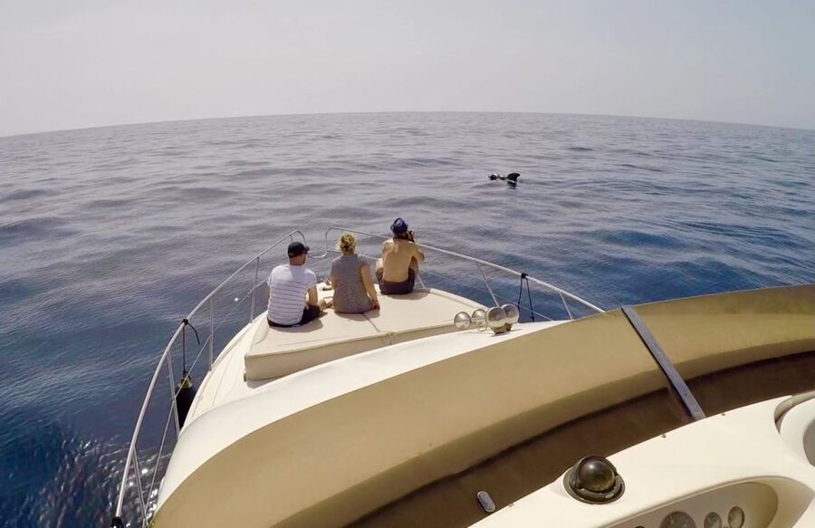 Tenerife: Whales and Snorkeling Tour on a Luxury Yacht - Food, Drinks, and the Tapas Table: More Than a Snack