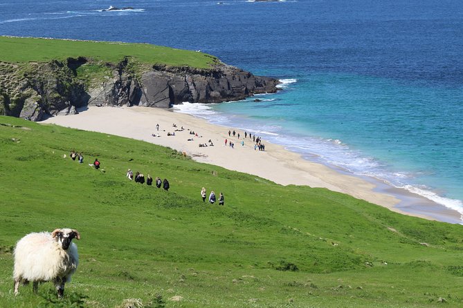 The Great Blasket Island Experience - Premium Tour - The speed-boat run around Dingle Bay: caves, coves, and sea life