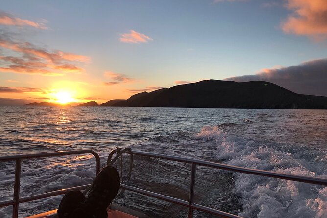 The Great Blasket Island Experience - Premium Tour - Wildlife chances that make the day feel worth it