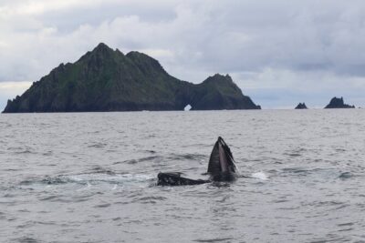 The Great Blasket Island Experience - Premium Tour - Landing on Great Blasket Island: your 3.5 to 4 hour window