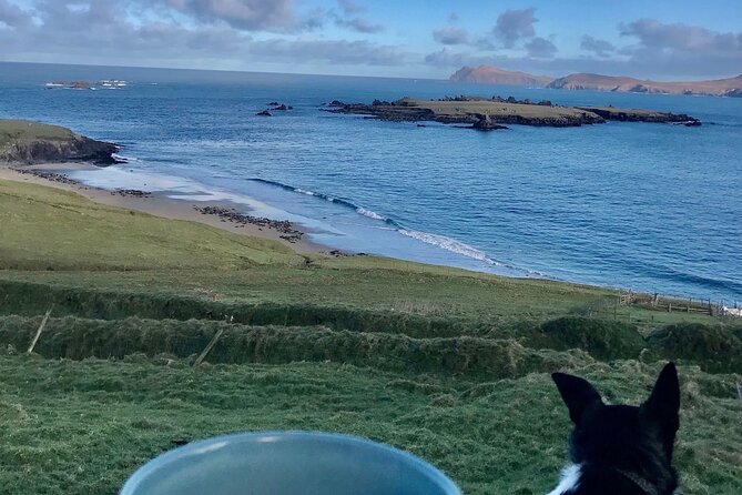 The Great Blasket Island Experience - Premium Tour - Midges, walking pace, and what to pack for island time