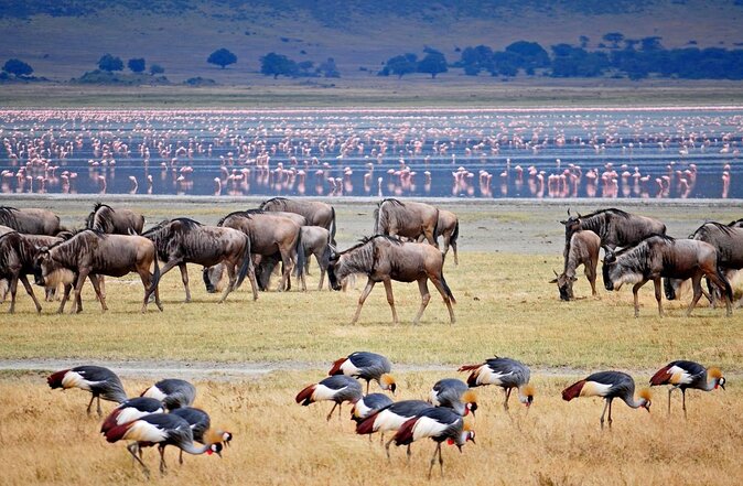 Top Best 5 Days Tanzania Luxury Safari to Serengeti - Key things that make this safari a strong value