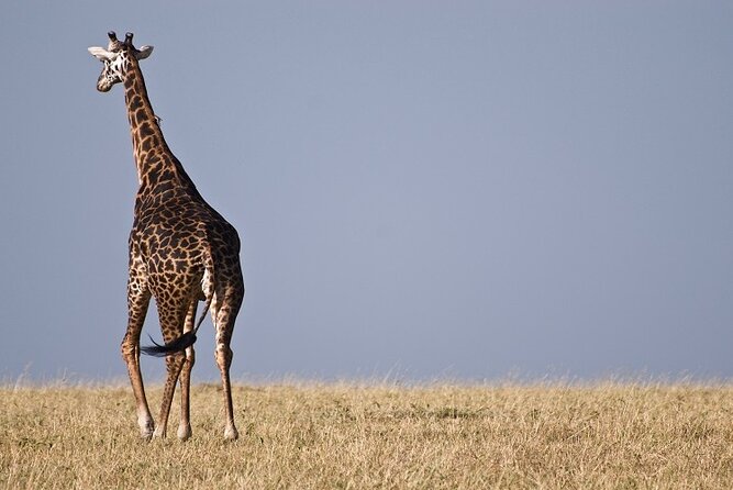 Top Best 5 Days Tanzania Luxury Safari to Serengeti - Northern Tanzania luxury safari: why this route makes sense