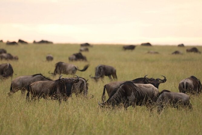 Top Best 5 Days Tanzania Luxury Safari to Serengeti - Ngorongoro Crater: the best hour is early, and the payoff can be huge