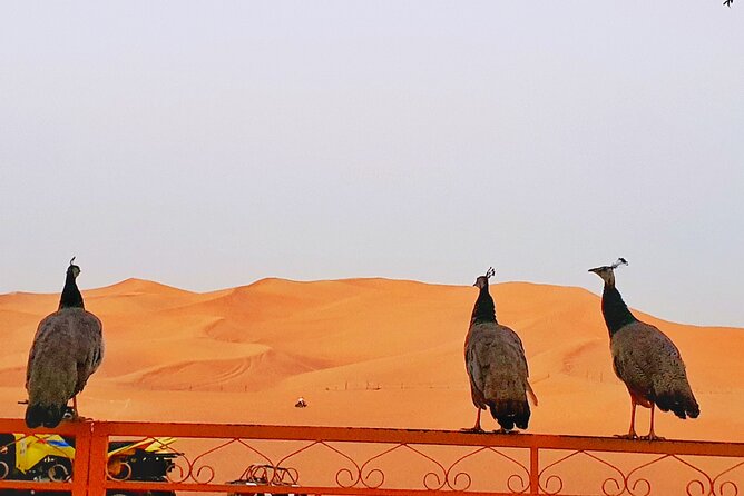 Top premium Desert safari with BBQ DINNER - The Desert Camp Setup: Activities That Keep the Evening Moving