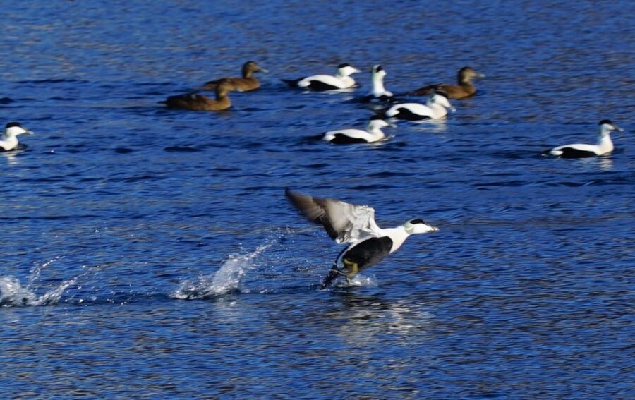 Tromsø: Fjord Cruise by Luxury Yacht - Should you book? My decision guide