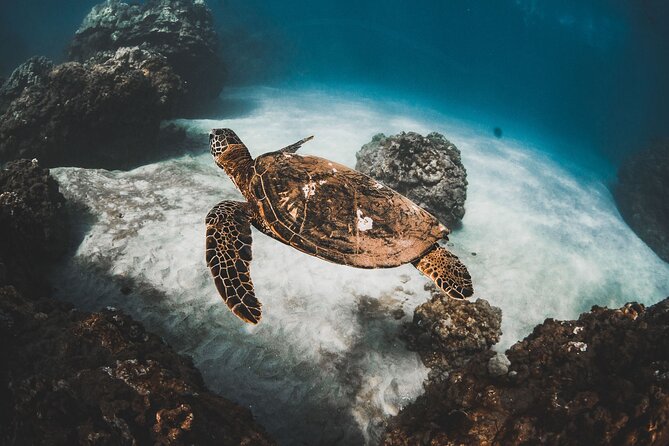 Turtles & Tacos Luxury Catamaran Snorkel - Key highlights at a glance