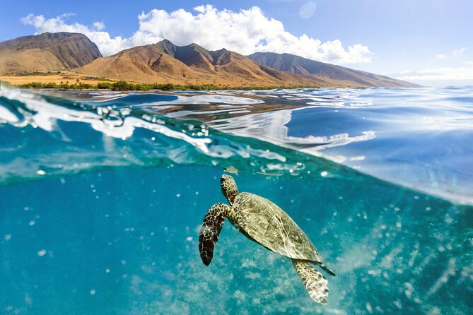 Turtles & Tacos Luxury Catamaran Snorkel - A 3-hour Maui plan that doesn’t waste your day