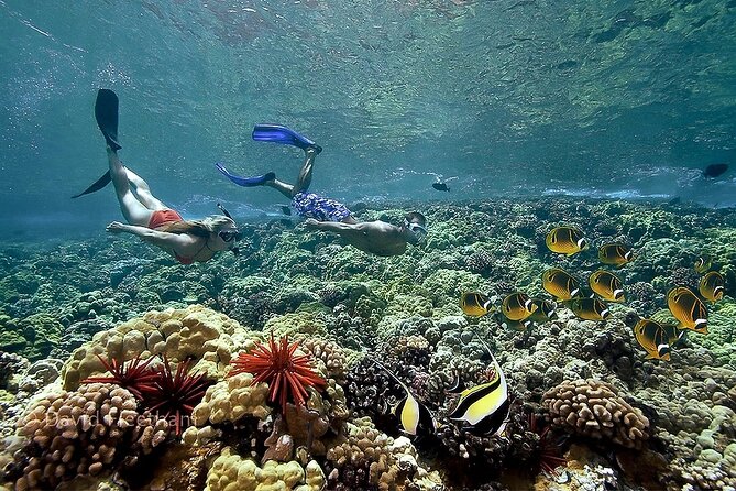 Turtles & Tacos Luxury Catamaran Snorkel - The photographer onboard: nice if you want instant memories