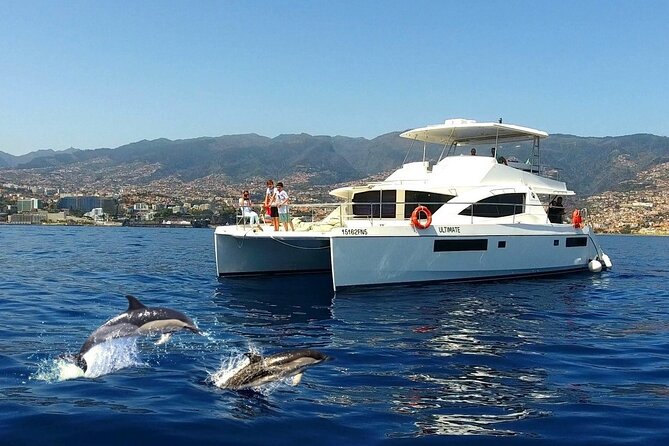 VipDolphins Luxury Whale Watching - Quick hits before you go