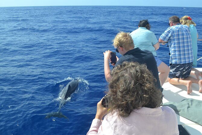 VipDolphins Luxury Whale Watching - Who should book this whale and dolphin cruise (and who might not)