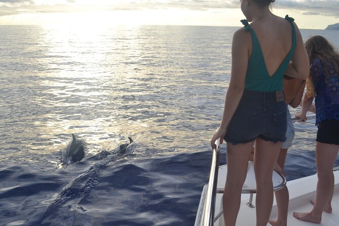 VipDolphins Luxury Whale Watching - Getting to the meeting point and planning your timing