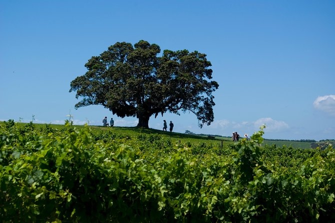 Waiheke island Wine Tours - PREMIUM wine tasting MAX 11 clients ! - The scenic commentated drive: photo stops that set the context