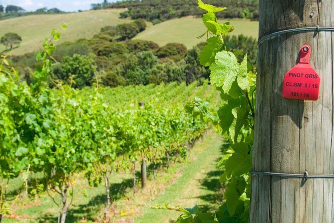 Waiheke island Wine Tours - PREMIUM wine tasting MAX 11 clients ! - Vineyard day: three premium tastings and where the pairing fits