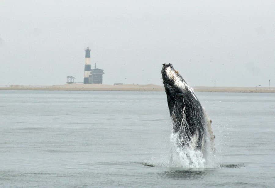 Walvis Bay: Marine Big 5 Luxury Catamaran Tour - Walvis Bay’s Marine Big 5 Hunt: What You’re Really Buying