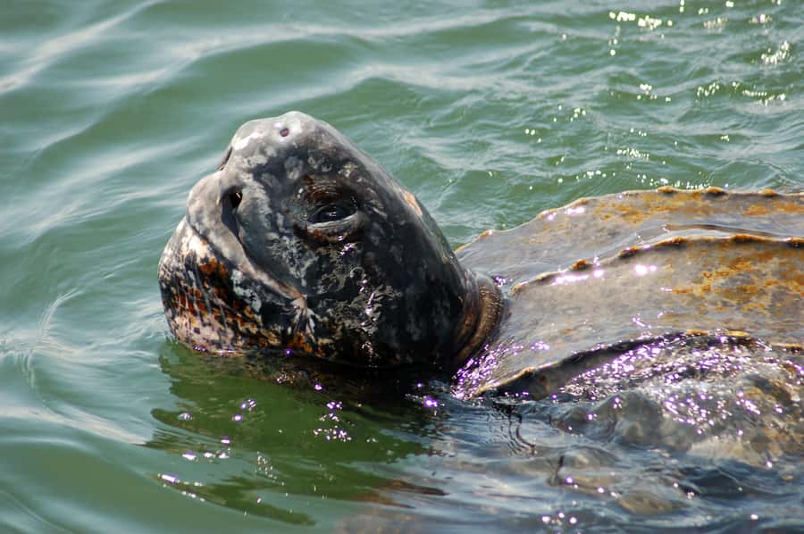 Walvis Bay: Marine Big 5 Luxury Catamaran Tour - Cruise Rhythm: Oyster Farms, Pelican Point, then Open Sea